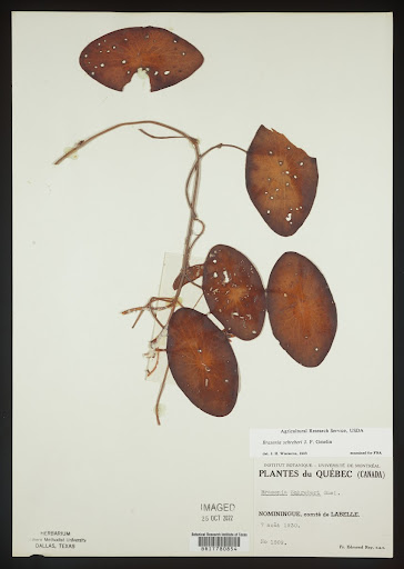 Brasenia schreberi (common name Watershield) specimen from Canada
