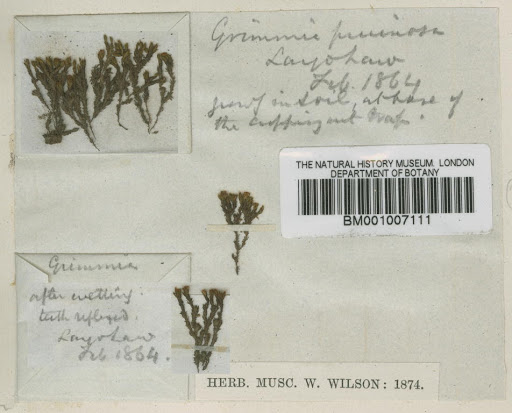 Schistidium pruinosum (Wilson) G.Roth