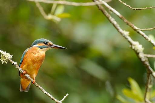 Martin-pêcheur dans le Parc Ornithologique du Teich