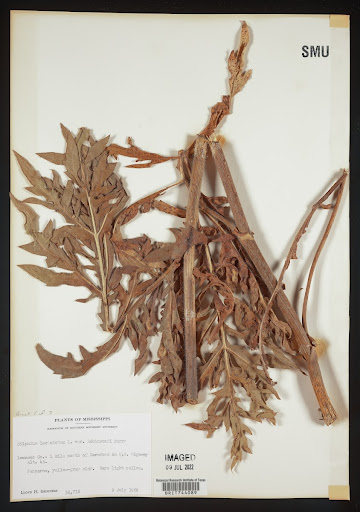 Silphium laciniatum (common name Compassplant) specimen from United States