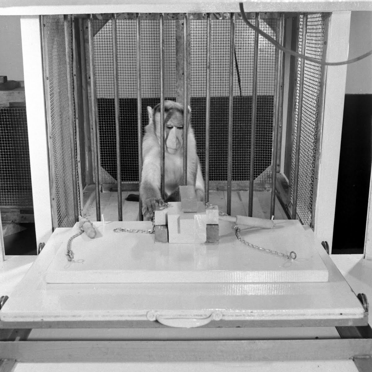 Monkey Intelligence