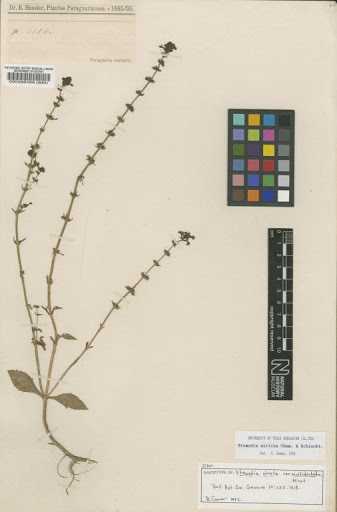 Stemodia stricta Cham. & Schltdl.