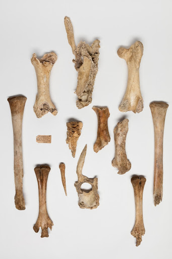 Dinornis novaezealandiae