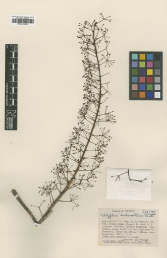 Schefflera sachamatensis Cuatrec.