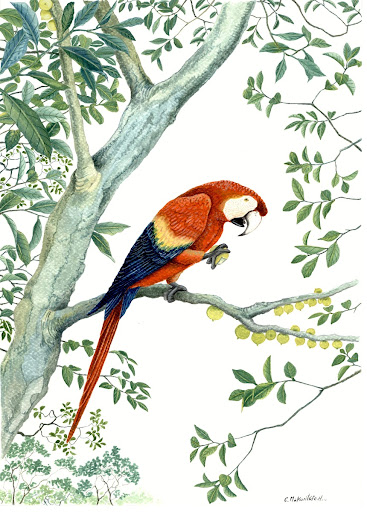 Scarlet macaw uses his sharp claws to open a caimo fruit