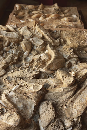 Fossil Oyster Reef