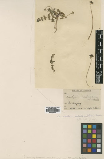 Chamaesciadium subnudum (C.B.Clarke) C.Norman