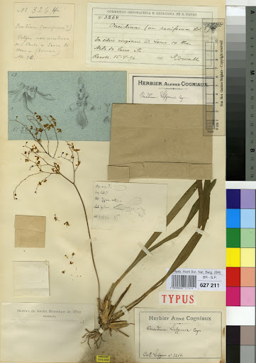 Tipo de Oncidium loefgrenii