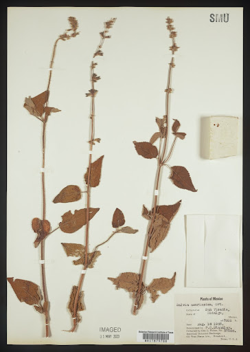Salvia (common name Sage) specimen