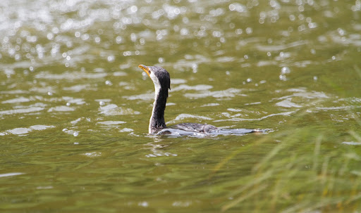 Catching The Eye: Microcarbo melanoleucos, Little Pied Cormorant