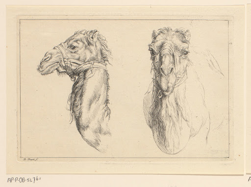 Twee dromedariskoppen