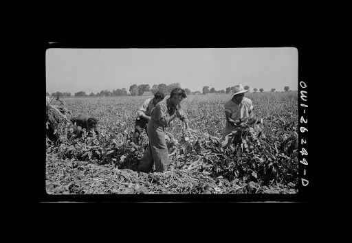 Braceros harvesting sugar beets