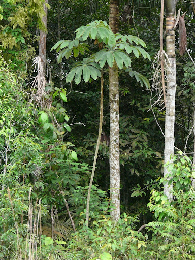 Cecropia ulei, habit