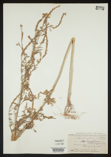 Descurainia (common name Tansymustard) specimen from Canada