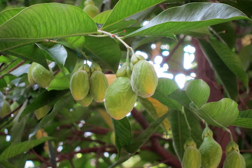 Aquilaria sinensis 土沉香 Incense Tree