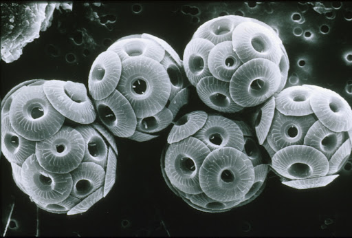 A coccolithophore
