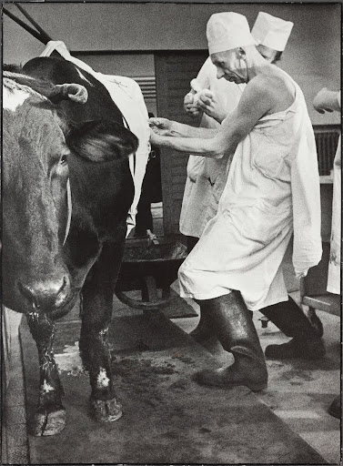 In the Veterinary Clinyc in Kaunas No. 3a