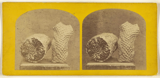 Palaeozoic Fossils. Ulodendron. From the South Staffordshire Coal, Field, near Dudley...collection of Mr. Capewell, Dudley. (Verso)