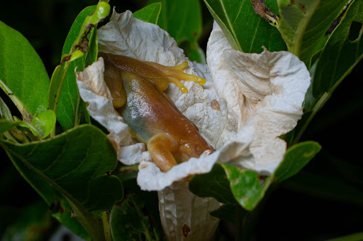 X. truncata head down in a Brazilian milk fruit flower