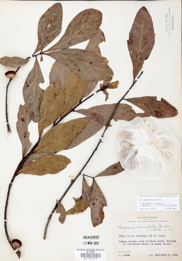Plant specimen (Laurelfolia)
