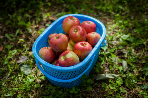 Apple harvest