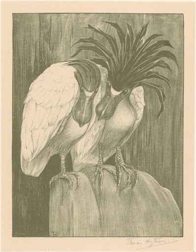 Twee schuitbekreigers