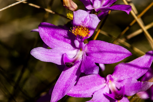 Calopogon tuberosa flower