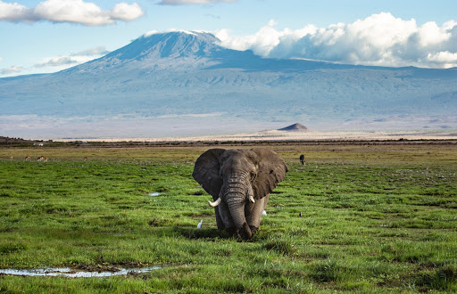 Bull Elephant in front of Kilimanjaro