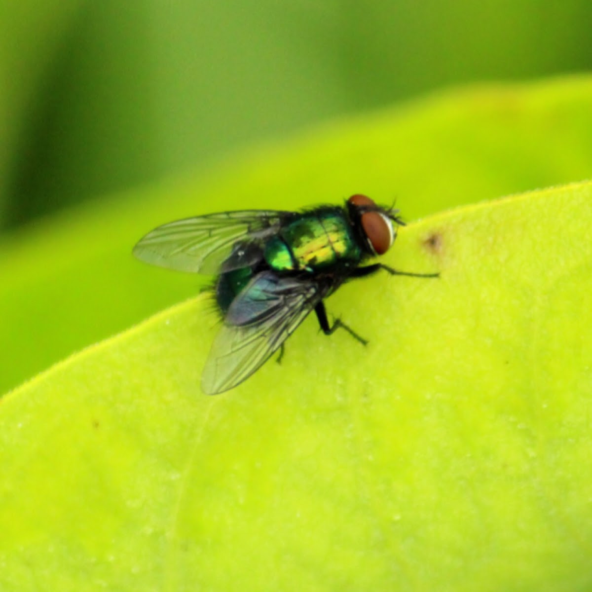 Calliphoridae (Blow Fly)