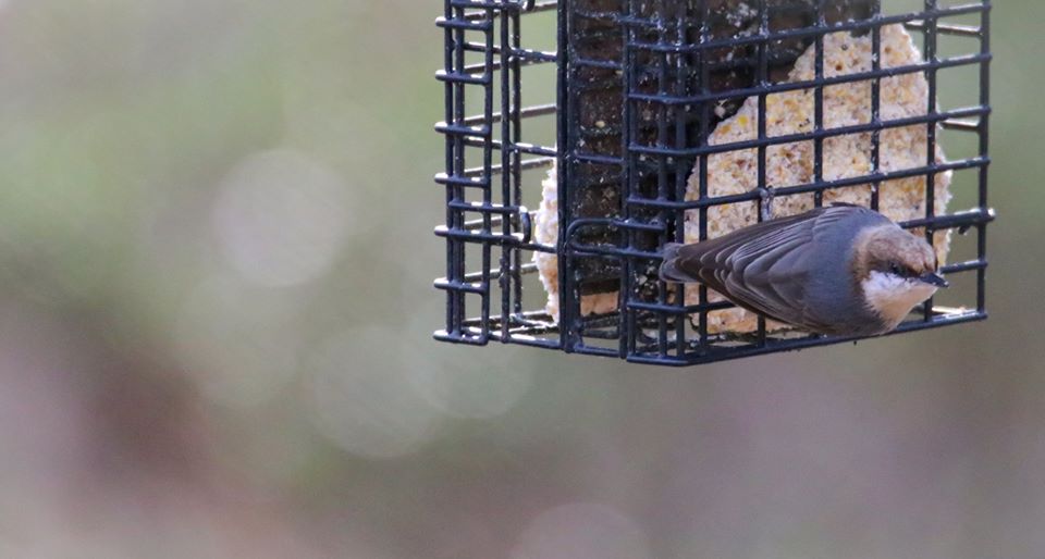 Brown-Headed Nuthatch