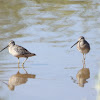 Long-billed Dowitchers