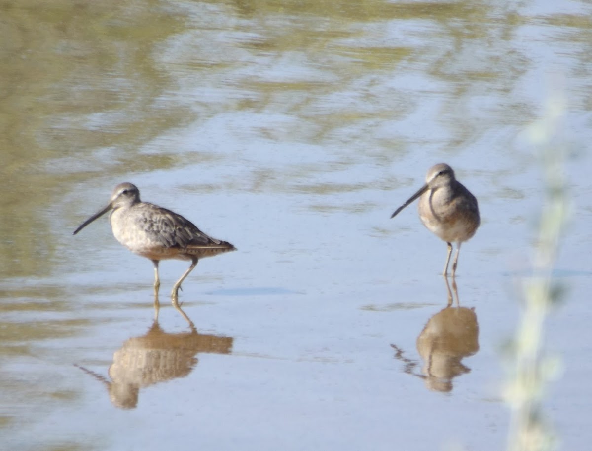 Long-billed Dowitchers