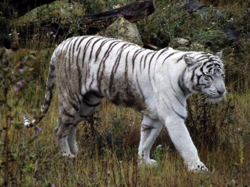 Tigre blanc, Parc des Félins - tous droits réservés