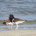 American Oystercatchers