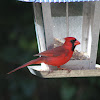 Northern cardinal - male