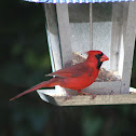 Northern cardinal - male