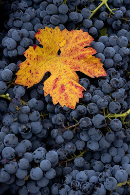 Autunno di colori e di raccolti di gigidueelle