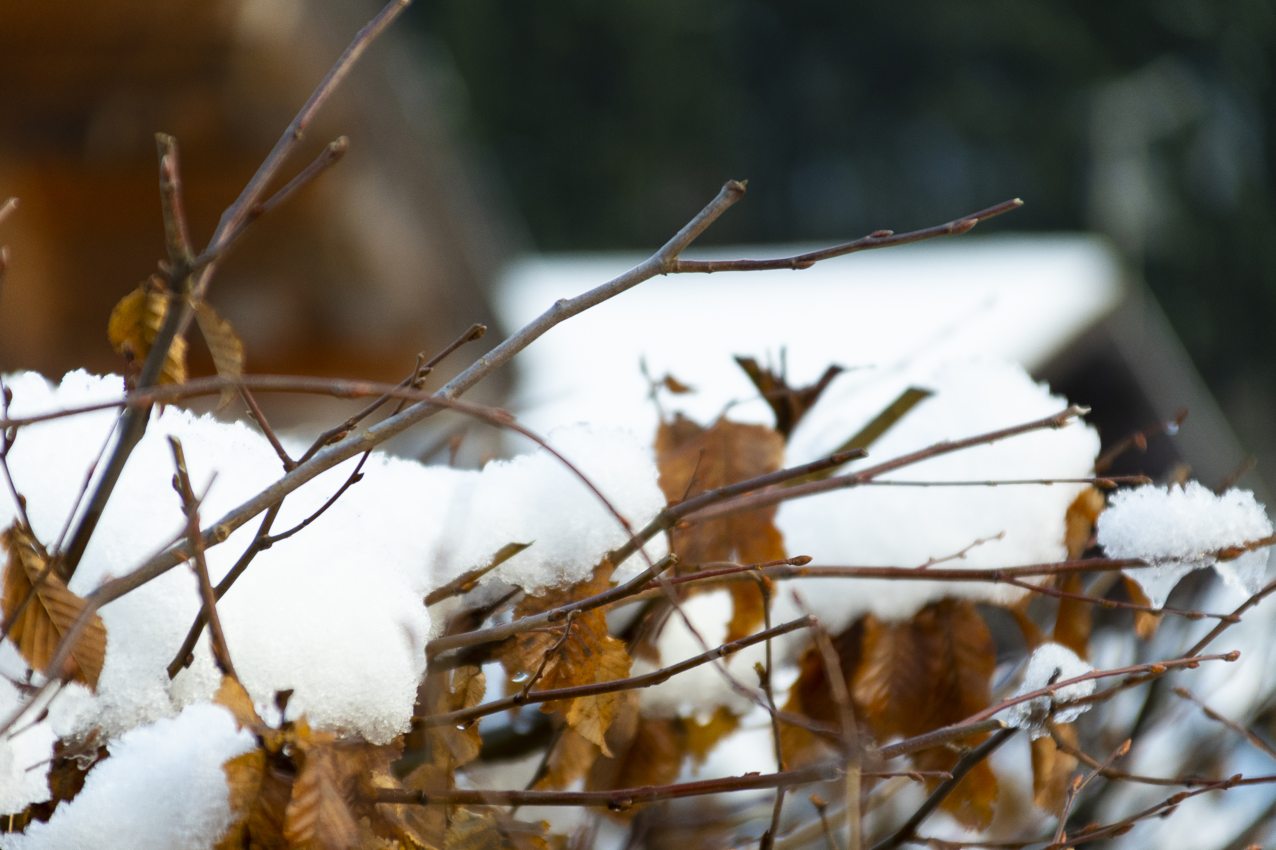 Sotto la neve, pane di DaDoo