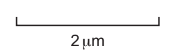 Measuring size and calculating magnification