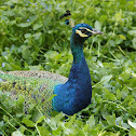 Peafowl