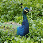 Peafowl