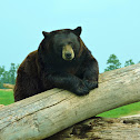 Black bear