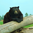 Black bear