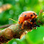 Ladybird-mimicking Flea Beetle