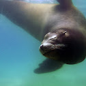 California sea lion