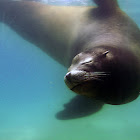 California sea lion