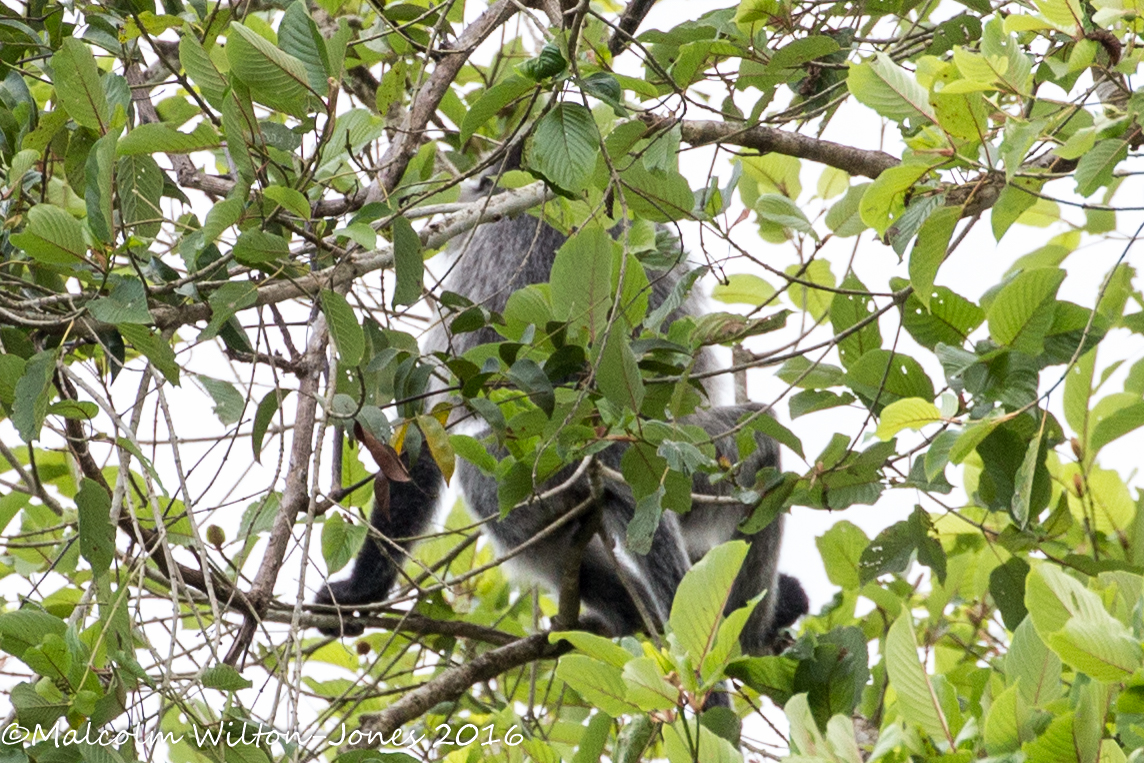 Silvered Leaf Monkey?