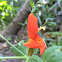 Scarlet Monkeyflower