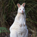 Bennett's Wallaby