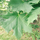 Norway maple